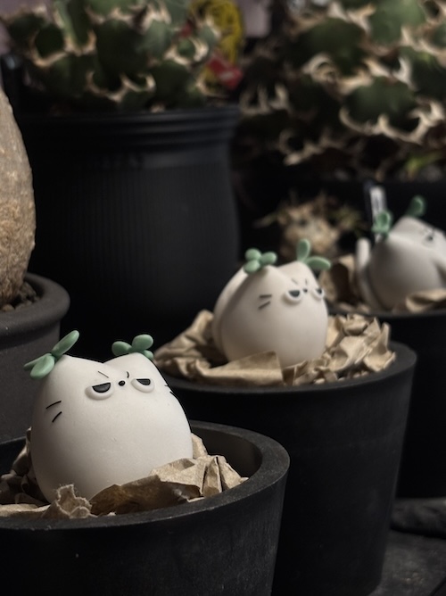 植物棚での人工飼育に成功